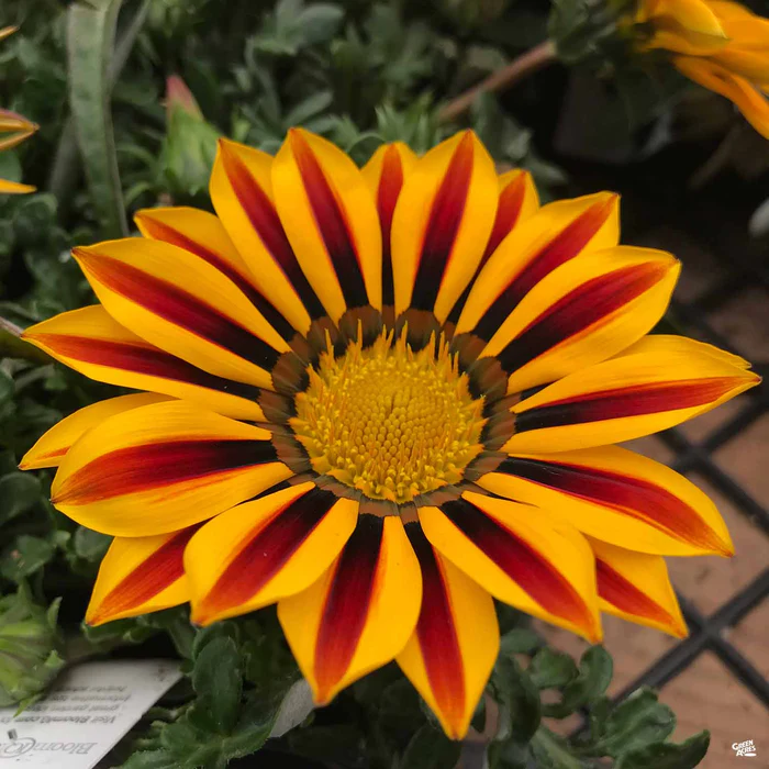 Gazania