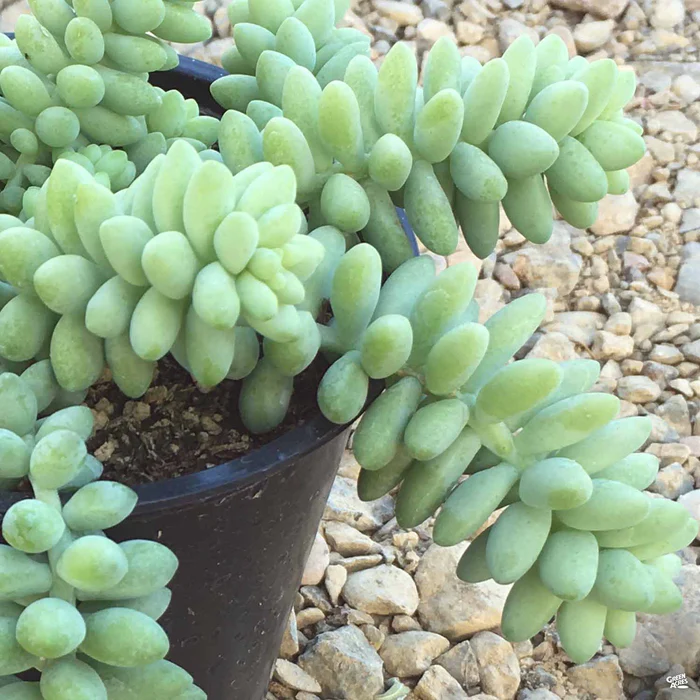 2101-stonecrop-burrito-1.webp Stonecrop 'Burrito'
