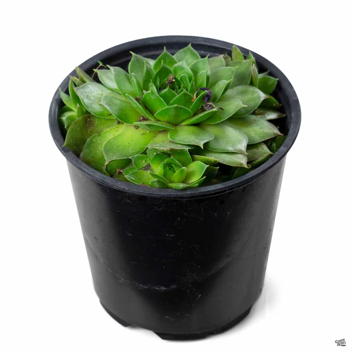 2102-sempervivum-silver-king-1.webp Sempervivum 'Silver King'