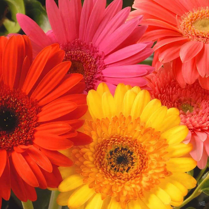 Gerbera Daisy
