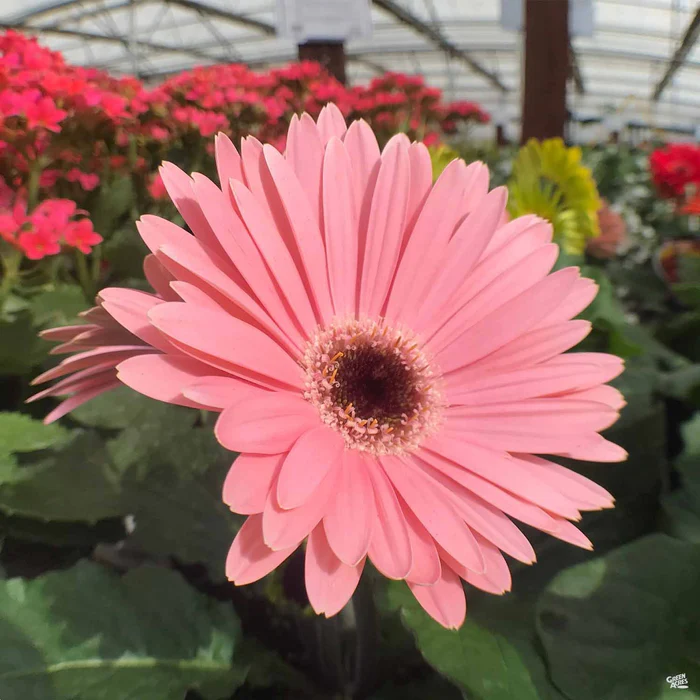 Gerbera Daisy
