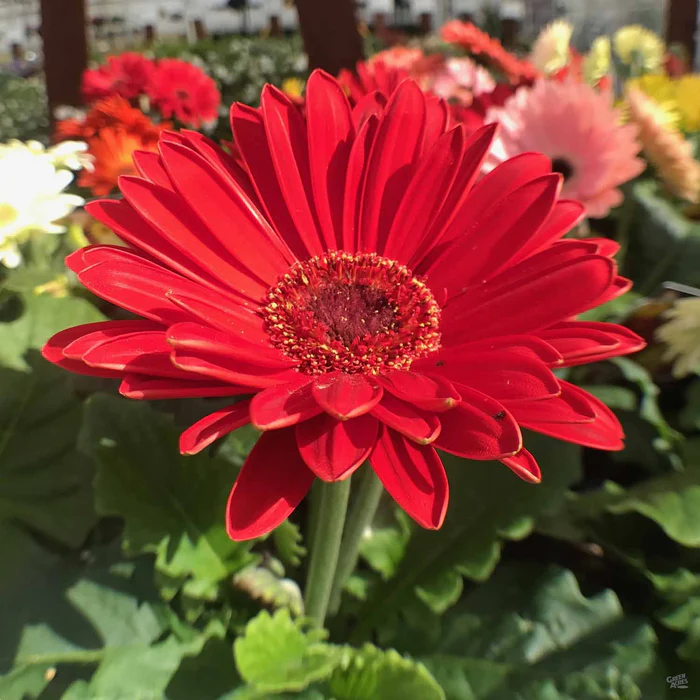 Gerbera Daisy