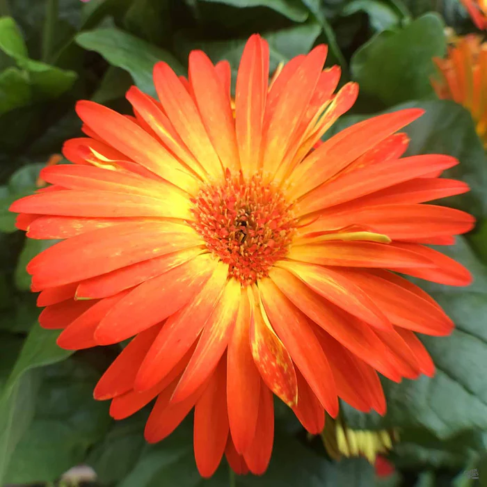 Gerbera Daisy