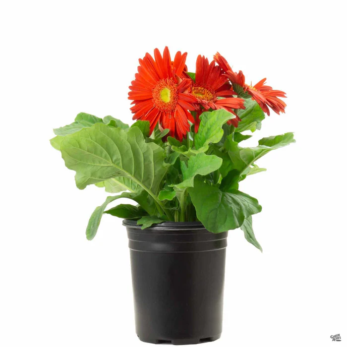 Gerbera Daisy
