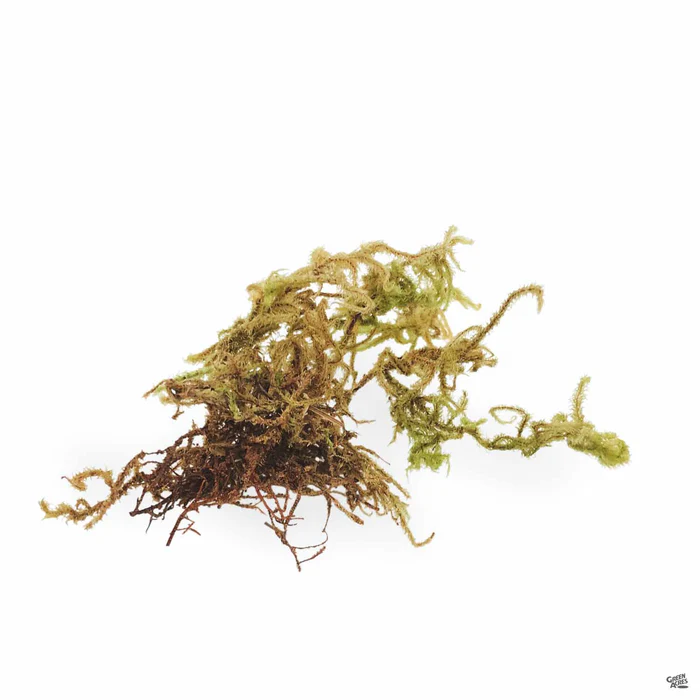 2156-e.b.-stone-organics-green-moss-2.webp E.B. Stone Organics Green Moss