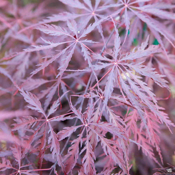 Japanese Laceleaf Maple 'Tamukeyama'
