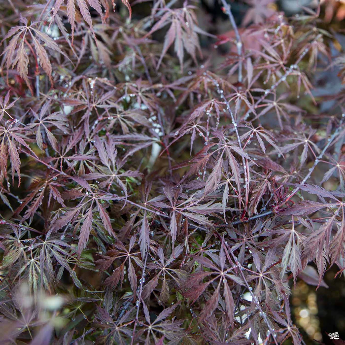 Japanese Laceleaf Maple 'Tamukeyama'