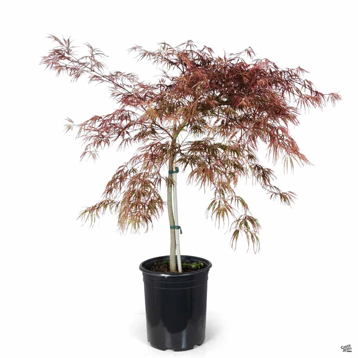 Japanese Laceleaf Maple 'Tamukeyama'