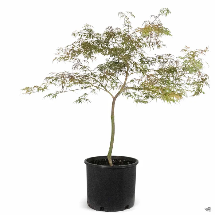 Japanese Laceleaf Maple 'Tamukeyama'