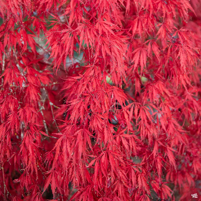 2165-japanese-laceleaf-maple-garnet-1.webp Japanese Laceleaf Maple 'Garnet'