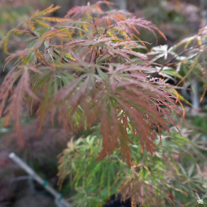 2165-japanese-laceleaf-maple-garnet-2.webp Japanese Laceleaf Maple 'Garnet'