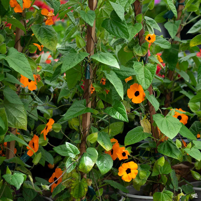Black-Eyed Susan Vine