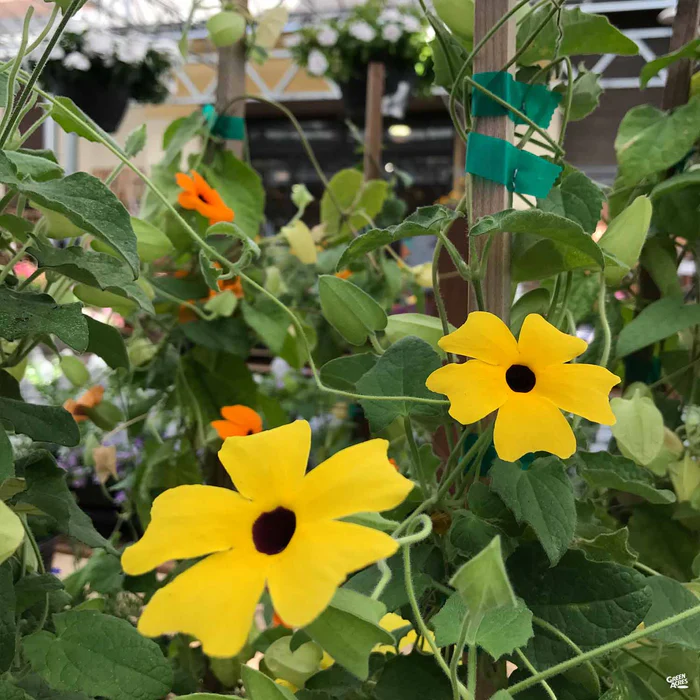 Black-Eyed Susan Vine