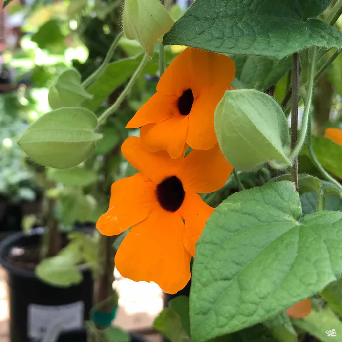 Black-Eyed Susan Vine