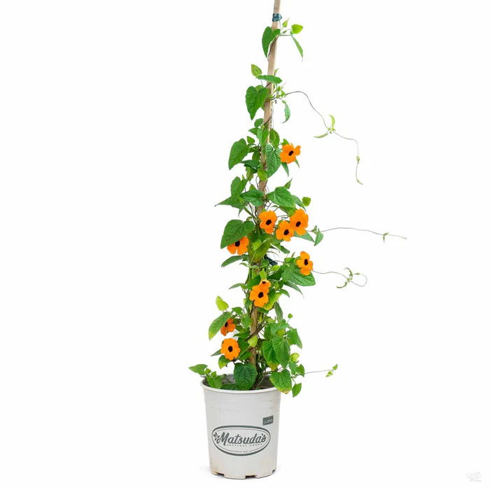 Black-Eyed Susan Vine