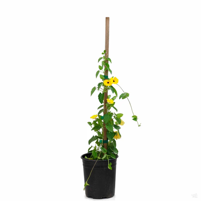 Black-Eyed Susan Vine