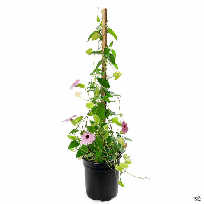 Black-Eyed Susan Vine