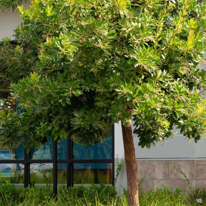 22-arbutus-marina-standard-trunk-1.webp Arbutus 'Marina' Standard Trunk