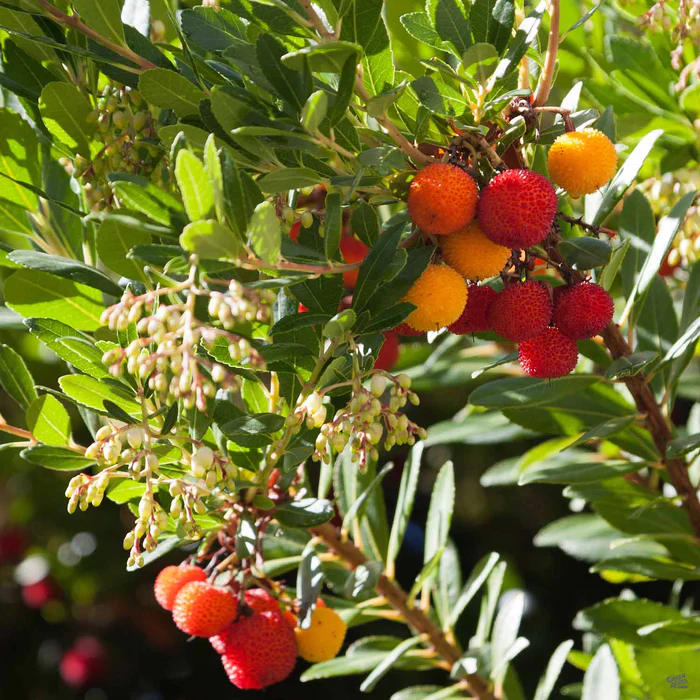 Arbutus 'Marina' Standard Trunk