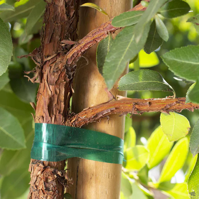 Arbutus 'Marina' Standard Trunk