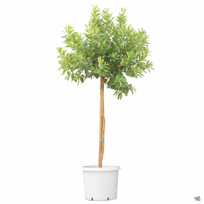 Arbutus 'Marina' Standard Trunk
