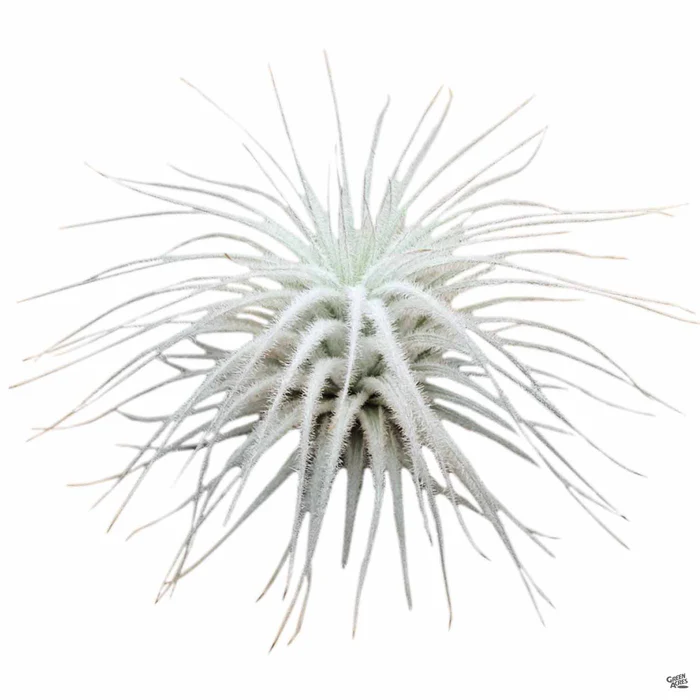 Tectorum Ecuador