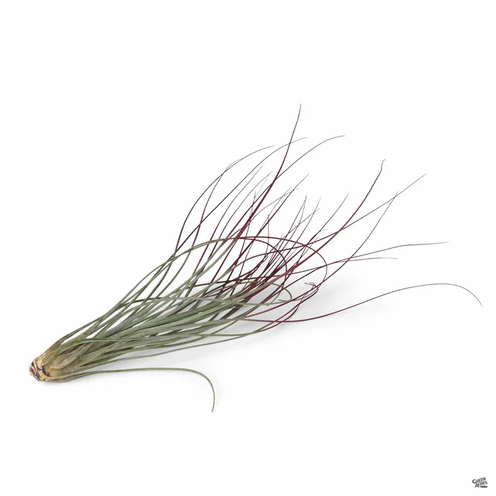 2212-juncea-red-1.webp Juncea Red