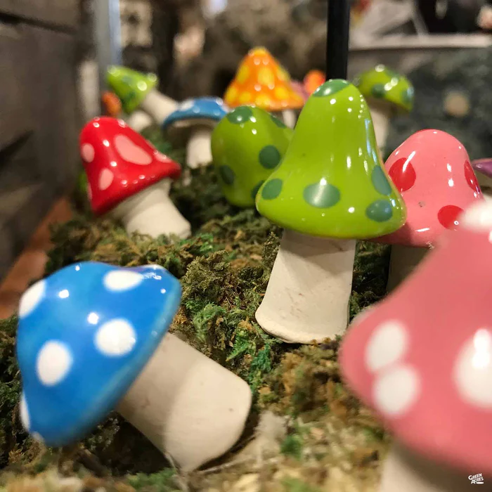 2216-shroomyz-pico-1.webp Shroomyz Pico