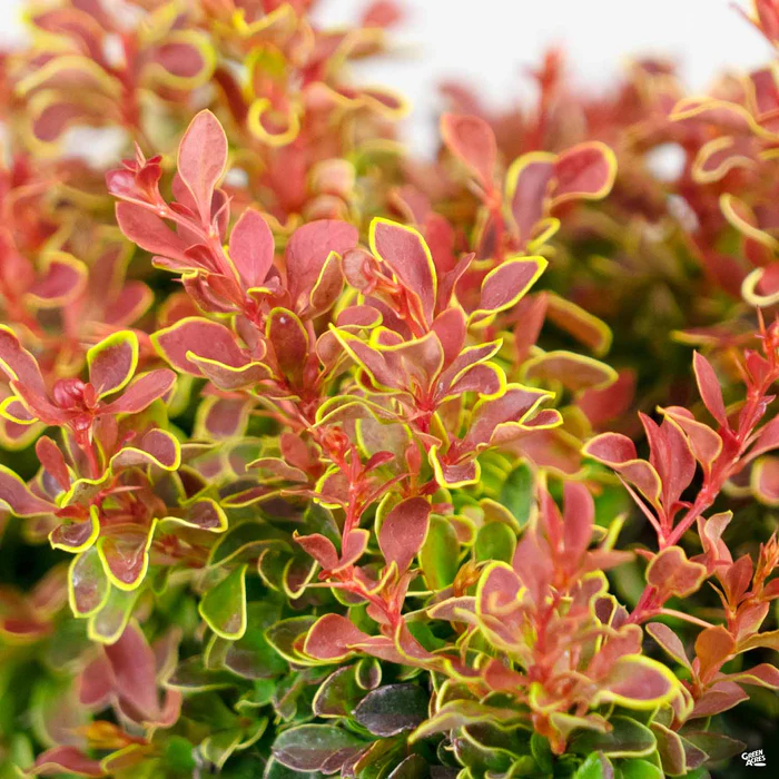 2227-barberry-admiration-2.webp Barberry 'Admiration'