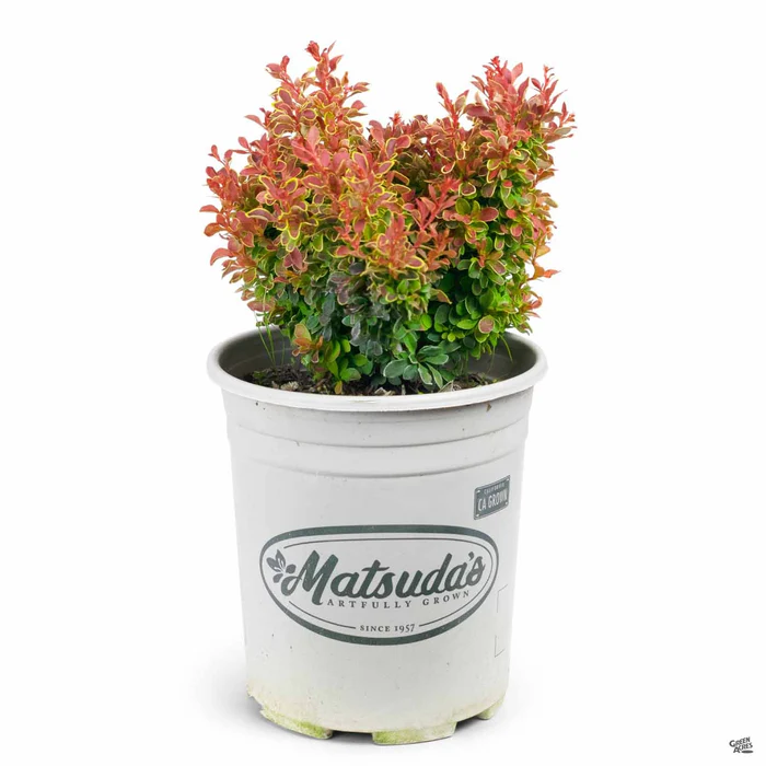 2227-barberry-admiration-3.webp Barberry 'Admiration'