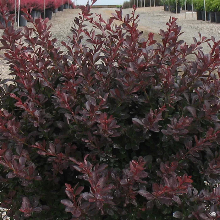 2228-barberry-crimson-pygmy-2.webp Barberry 'Crimson Pygmy'
