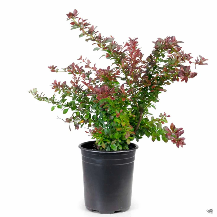 2228-barberry-crimson-pygmy-3.webp Barberry 'Crimson Pygmy'