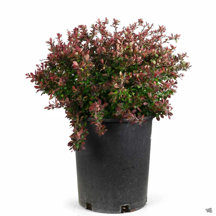 2228-barberry-crimson-pygmy-4.webp Barberry 'Crimson Pygmy'