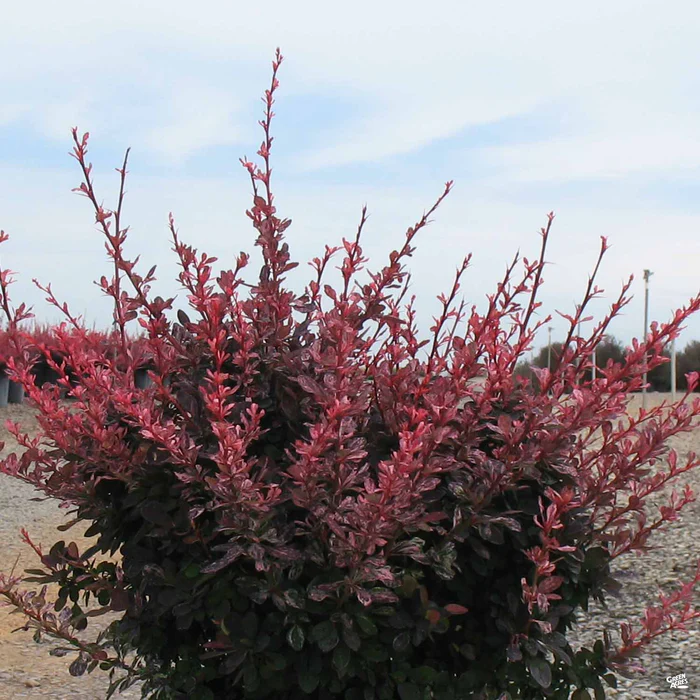 Barberry 'Rose Glow'