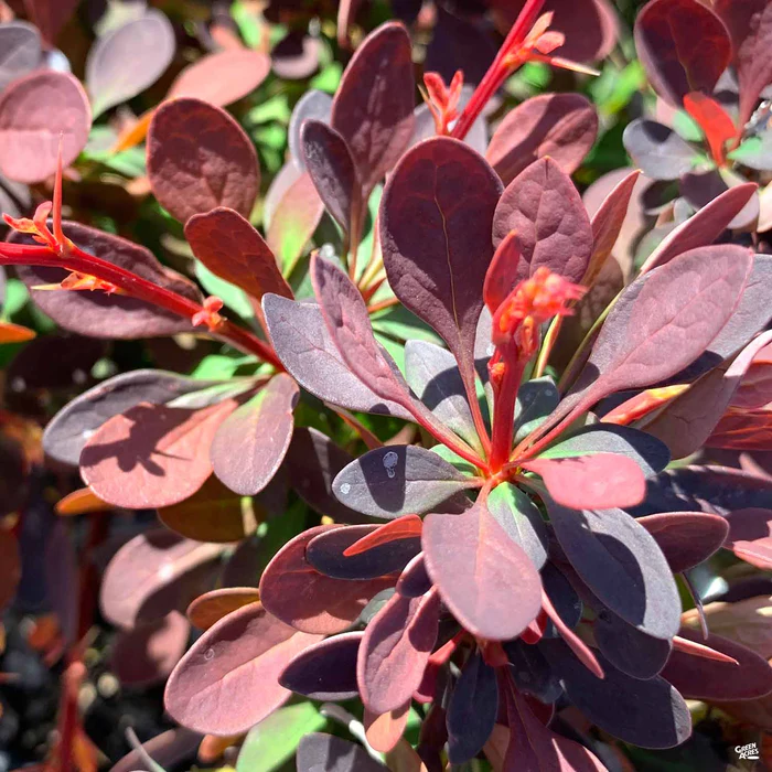 Barberry 'Rose Glow'