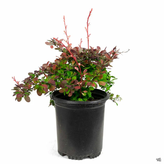 Barberry 'Rose Glow'