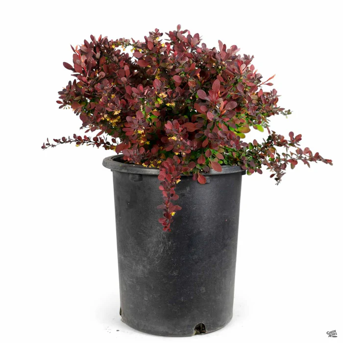 Barberry 'Rose Glow'