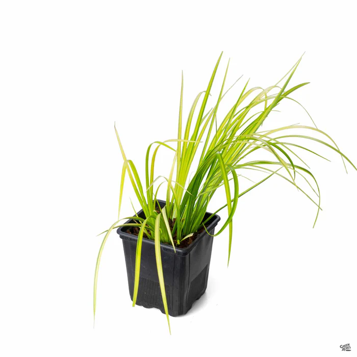 2234-sweet-flag-ogon-2.webp Sweet Flag 'Ogon'