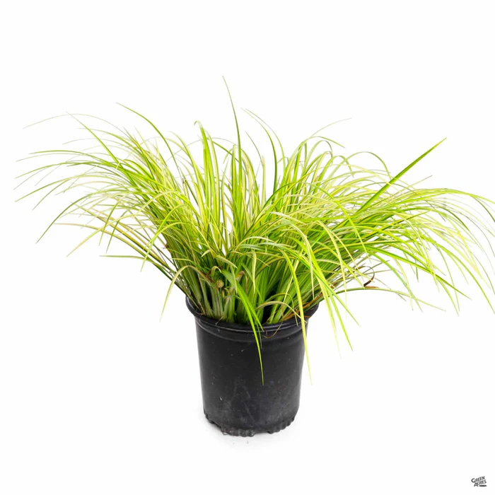 2234-sweet-flag-ogon-3.webp Sweet Flag 'Ogon'