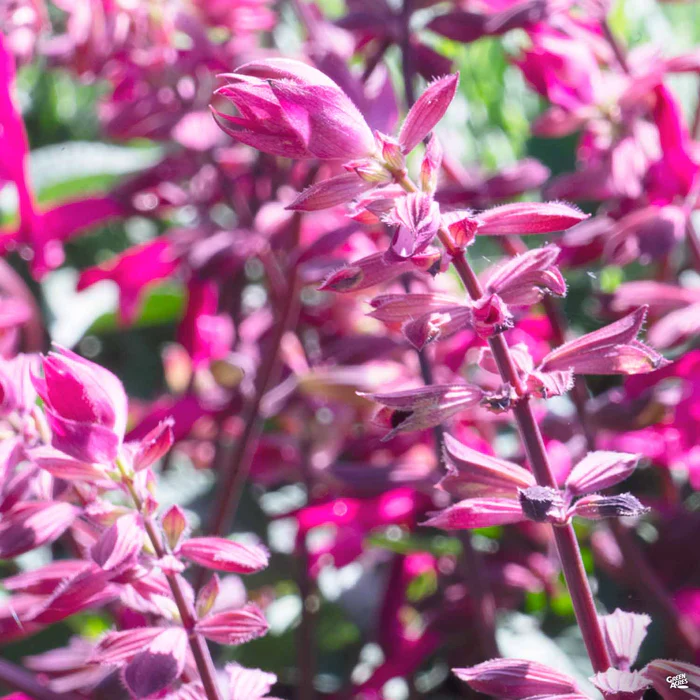 2238-skyscraper-salvia-1.webp Skyscraper Salvia