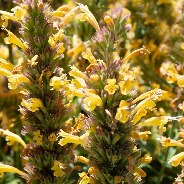 2239-agastache-2.webp Agastache