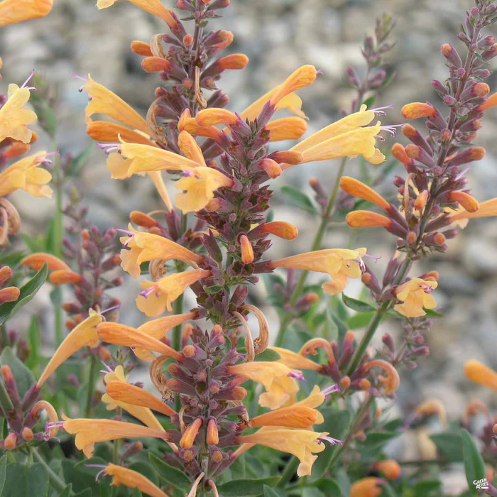 2239-agastache-3.webp Agastache