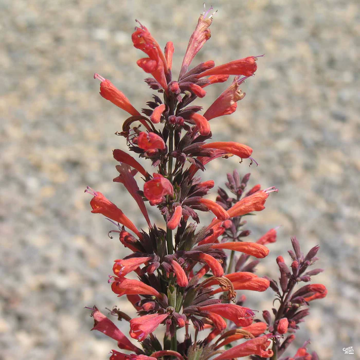 2239-agastache-4.webp Agastache