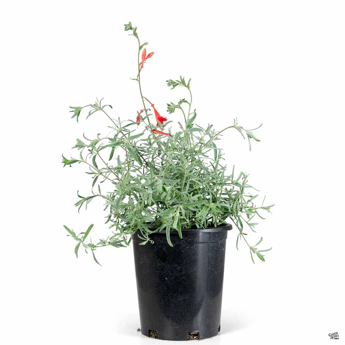 California Fuchsia