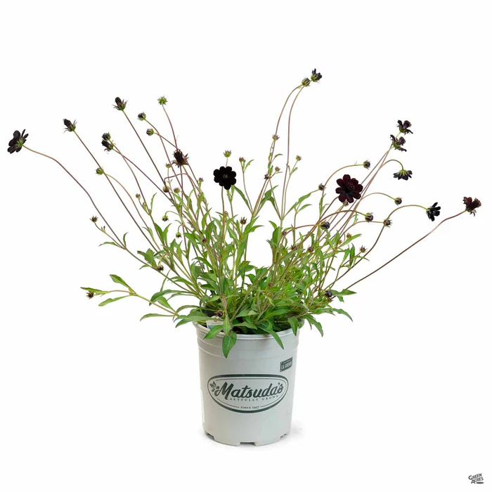 Chocolate Cosmos