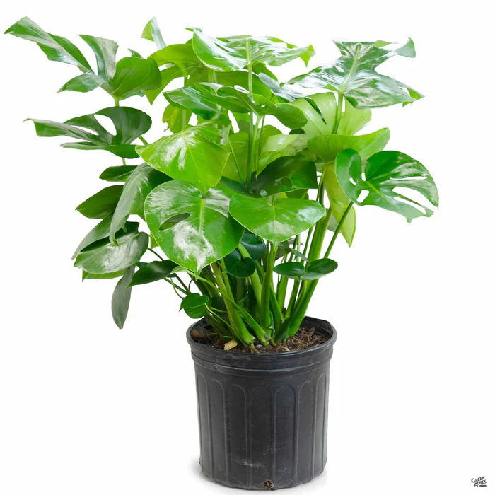 Monstera Deliciosa