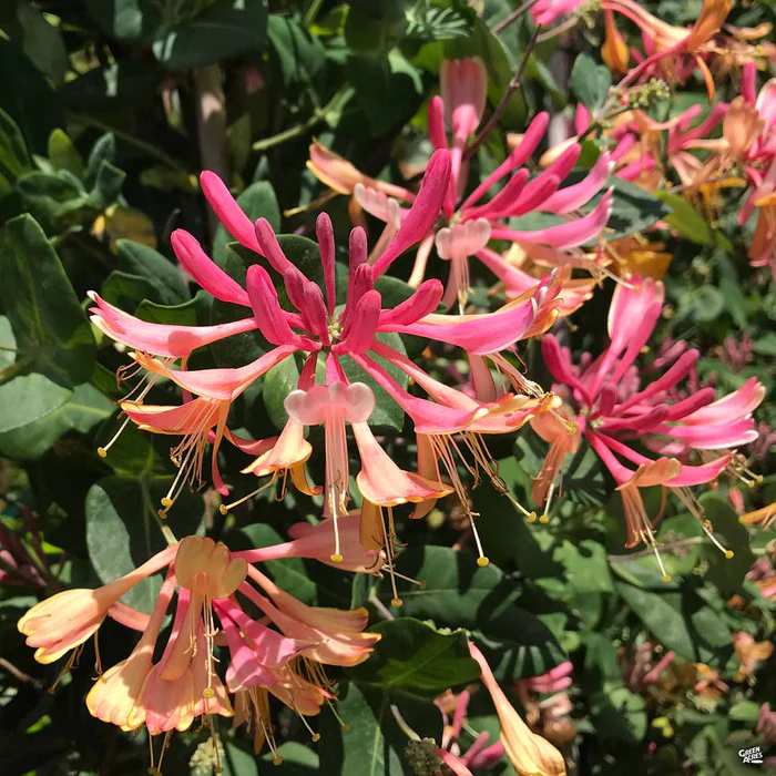 Goldflame Honeysuckle Stake