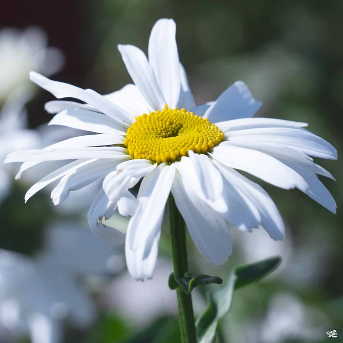 Shasta Daisy