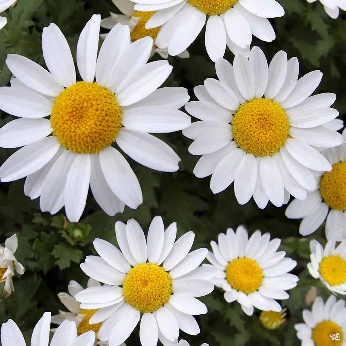 Shasta Daisy
