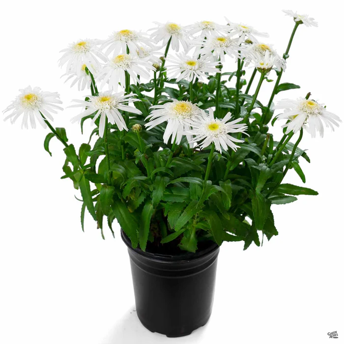 Shasta Daisy